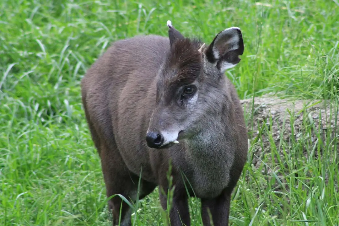 blue duiker